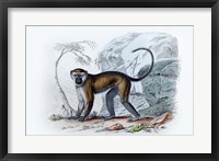 Framed Monkey VII