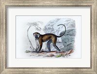 Framed Monkey VII