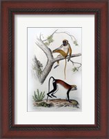 Framed Pair of Monkeys VII