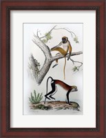 Framed Pair of Monkeys VII
