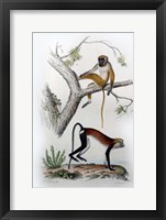 Framed Pair of Monkeys VII