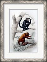 Framed Pair of Monkeys VIII