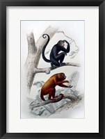 Framed Pair of Monkeys VIII