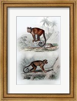 Framed Pair of Monkeys IX