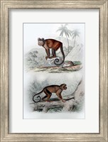Framed Pair of Monkeys IX