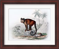 Framed Monkey IX