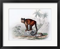 Framed Monkey IX