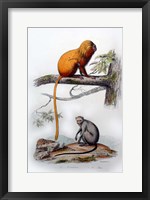 Framed Pair of Monkeys X