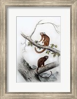 Framed Pair of Monkeys XI