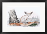 Framed Mammal VI