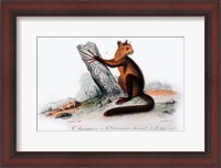 Framed Mammal VIII