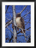 Framed Red Tailed Hawk