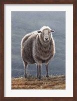 Framed Herdwick Sheep