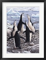 Framed Chorus Chinstrap Penguins
