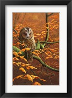 Framed Autumn Tawny Owl