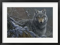 Framed Grey Wolf