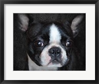 Framed Boston Terrier Portrait