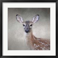 Framed Little Miss Lashes White Tailed Fawn