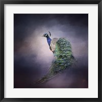 Framed Peacock 11