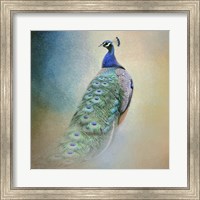 Framed Peacock 4