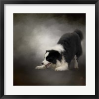 Framed Ready To Play Border Collie