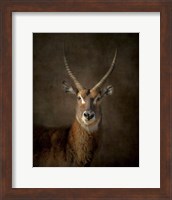 Framed Waterbuck Antelope