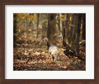 Framed Wild Turkey In The Woods