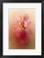 Framed Valentine Iris