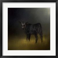 Framed Black Angus Calf In The Moonlight