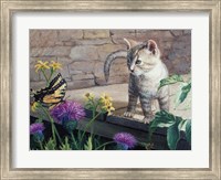 Framed Kitten & Butterfly