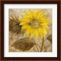 Framed Sunflower III
