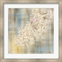 Framed White Cherry Blossom II