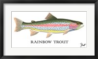 Framed Rainbow Trout