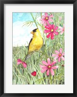 Framed Yellow Finch Cosmos