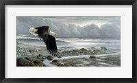 Framed Lowtide - Bald Eagle
