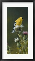 Framed Goldfinch On Thistle