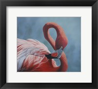 Framed Figure 8 - Flamingo