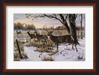 Framed Cautious Crossing - Whitetails