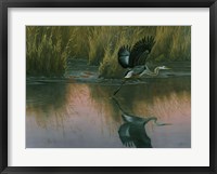 Framed Evening Flight - Great Blue Heron