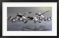 Framed Canvasbacks Coming In