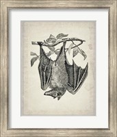 Framed Bats 4