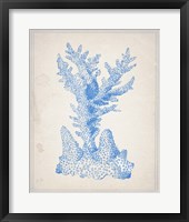 Framed Blue Coral 1
