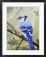 Framed Blue Jay