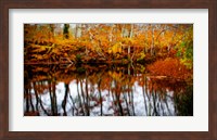 Framed Fall Pond Colors 2