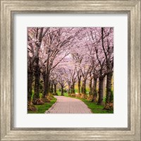 Framed Cherry Blossom Trail