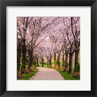 Framed Cherry Blossom Trail