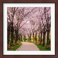 Framed Cherry Blossom Trail