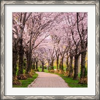 Framed Cherry Blossom Trail