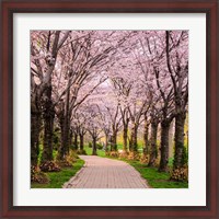 Framed Cherry Blossom Trail