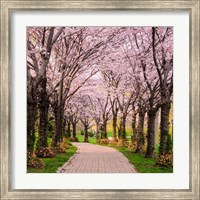 Framed Cherry Blossom Trail